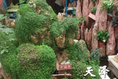 井陉假山石盆景